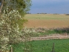 fruhling-201-004