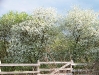 fruhling-201-013