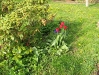fruhling-201-038