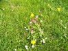 fruhling-201-059