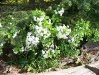 fruhling-201-061